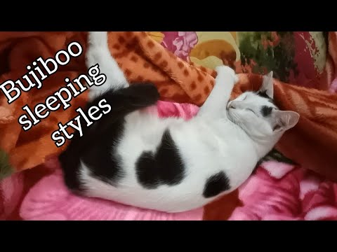 #Bujiboo sleeping styles#cat sleeping styles#
