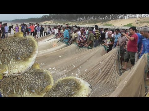 Awesome Live Fish Catching | Never Seen Before | India New Digha West Bengal