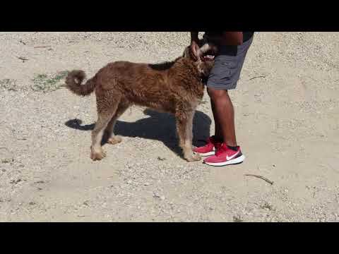 Vídeo de LASLO