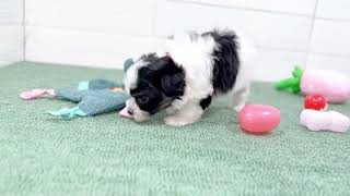 ハーフ犬の動画01