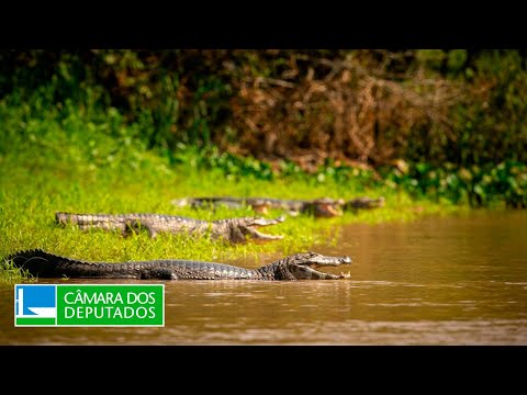 Frente Parlamentar Ambientalista quer incluir o Pantanal na COP 30 em Belém - 10/04/2025