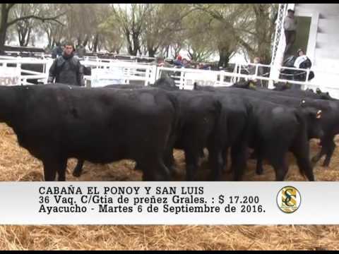 06-09-16 Venta de Vaq. Preñadas A.A. Grales - Cabaña El Ponoy y San Luis - Ayacucho.
