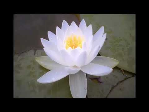 Morning Gongyo - Very Fast with 30 minutes Daimoku