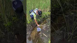 Download lagu Berburu ikan cupang hias di alam bebas 😳 #ikan #cupang #hias #shorts #viral mp3