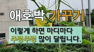 애호박 가꾸기 이렇게 하면 마디마다 주렁주렁 많이 달립니다. #주말농장 #애호박 잘 가꾸는 방법 #필레오TV…