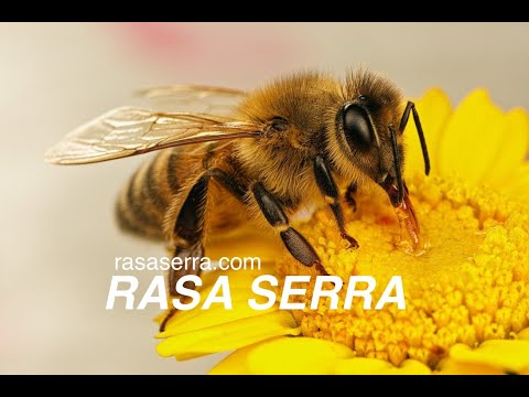 RASA SERRA - Pralėkdamas Bicinėlis Pro Drevį