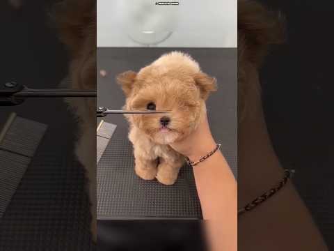 This Puppy's Owner Cut His Lengthy Hair 😨... #shorts