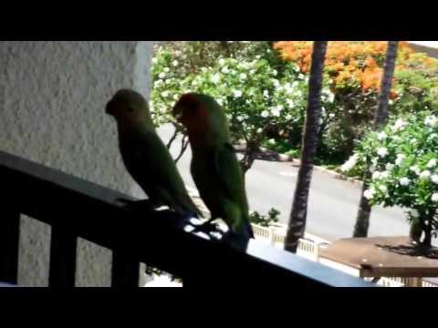 Maui Wild Love Birds Visiting Kihei Akahi Unit C618