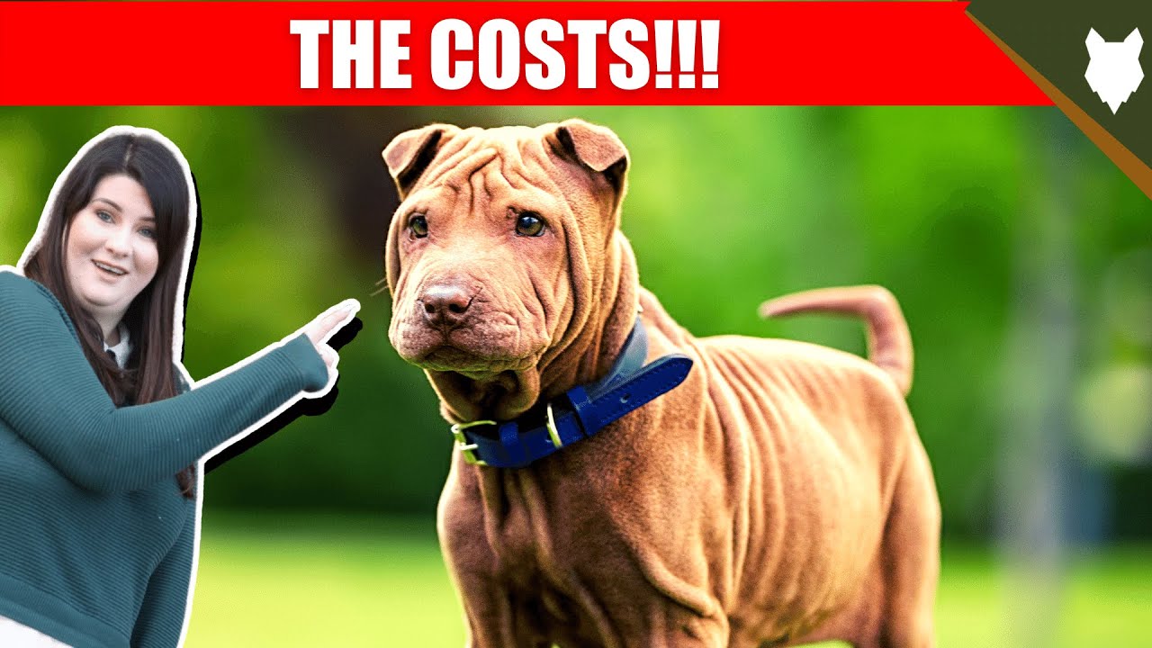 How much does a mini SharPei cost? Tipseri