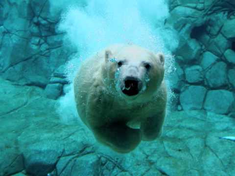 Sandeagle - Polar Bear (Original Mix)