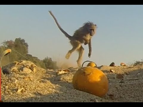 Baboon Prank -  This is Africa