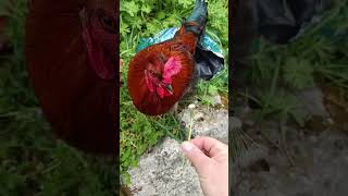 mangeur de pissenlit 3000 #maman #potager #campagne #animaux
