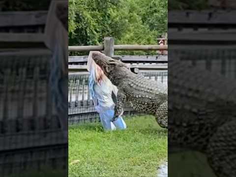 Cuban Crocodile attack!!!! #youtubeshorts #crocodile #shortvideo