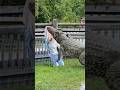 Cuban Crocodile Attack Youtubeshorts Crocodile Shortvideo