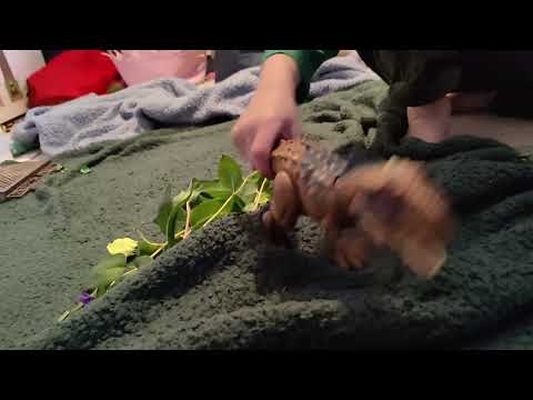 Rajasaurus vs T Rex (episode 1)