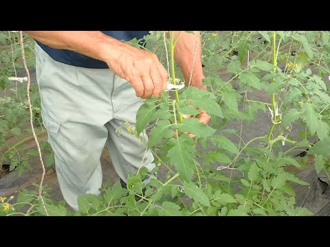トマトの剪定方法は？収穫量を増やすための完全ガイド!  庭園