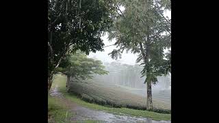 Download lagu Suasana hujan di kebun teh Cikuya, Lebak, Banten. mp3