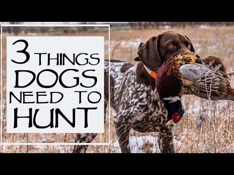 3 Musts For Your Dog To Go Hunting