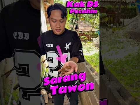 Kak DS Pecahin Sarang Tawon #comedy #minivlog #anakdesa #sarang #lebah