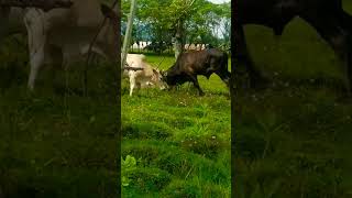 Download lagu Sapi Berkelahi #short #shortvideo mp3