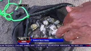 Download lagu Petani Buru Undur undur Laut - NET 12 mp3