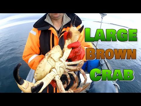 download lagu mp3 mp4 Crabbing Season Uk, download lagu Crabbing Season Uk gratis, unduh video klip Crabbing Season Uk