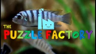 Watch and explore about Clé CD Steam de The Puzzle Factory