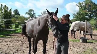 Geen resultaat na 1,5 jaar dierenarts behandelingen. Nu beter energielevel, kracht en ontspannen!