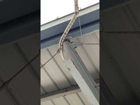 ベランダにスズメを呼び寄せるにはどうすればいいでしょうか？実践すべきすべての正しい行動  庭園