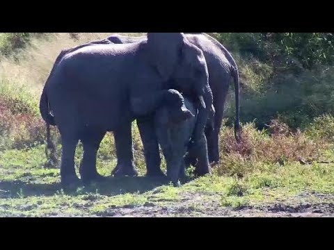 Djuma: Elephants with small ones-Pt:1 - 10:10 - 05/24/20