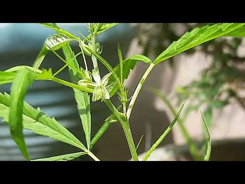 Learn about Male flowers