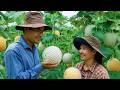 The young couple harvested a bountiful crop of the fruit known as the queen of the tropics.