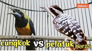Download lagu CUCAK CUNGKOK VS PELATUK BERAS 45 TEMBAKAN KASAR SANGAR mp3 Download lagu CUCAK CUNGKOK VS PELATUK BERAS 45 TEMBAKAN KASAR SANGAR mp3