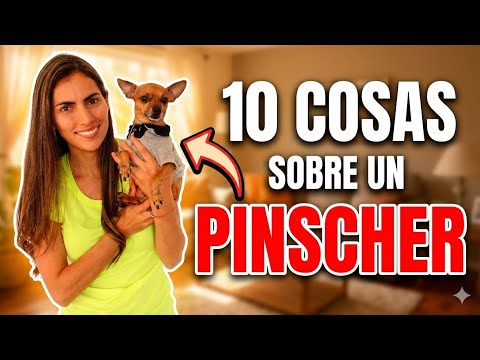 10 cosas sobre un perro de raza Pinscher