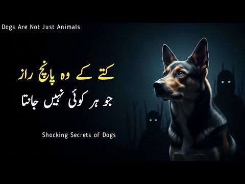 Kutay K Wo Raaz Jo Har Koi Nahi Jaanta | 5 Shocking Secrets of Dogs