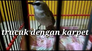 Download lagu Trucuk dan karpet termahal Sedunia di angsya kudus mp3 Download lagu Trucuk dan karpet termahal Sedunia di angsya kudus mp3