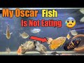 My Oscar fish is not eating | My Oscar fish is not moving | Oscar fish is sitting at bottom