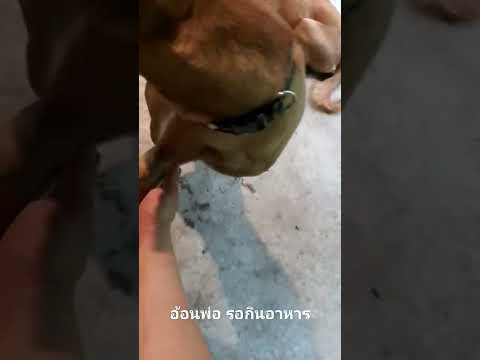 #หมา #doglover #animals #สัตว์เลี้ยง #pets #puppy #funny #doglife