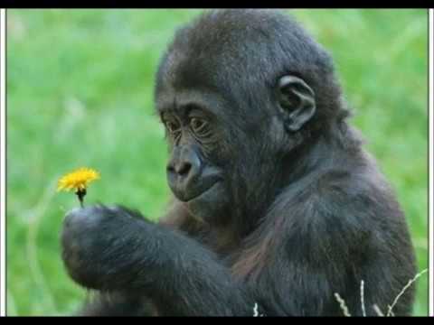 Wildlife Baby Animals Wallpaper Video