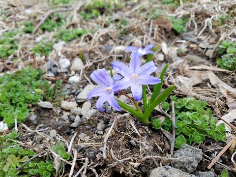 download lagu mp3 mp4 Blue Squill Bulbs, download lagu Blue Squill Bulbs gratis, unduh video klip Blue Squill Bulbs