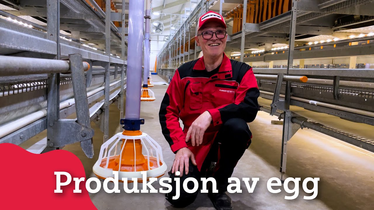 Storproduksjon av egg