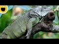 Hey Lazy Lizard Wild Clips Sesame Studios