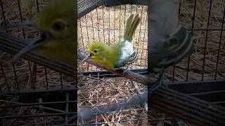 Download lagu #burung cipoh sirtu gacor mewah di sukai seluruh dunia mp3