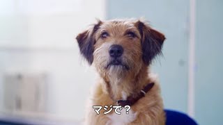 犬のデニスの質問にキャストが答える／映画『ミラクル・ニール！』インタビュー