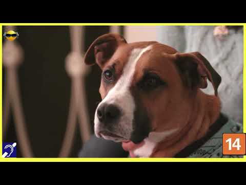 Tv Educativa Explicando a Inteligencia Animal  Netflix Dblado e com Legendas Corte 14