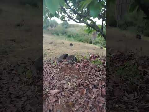 CALOBRE, PROVINCIA DE VERAGUAS, PANAMA 