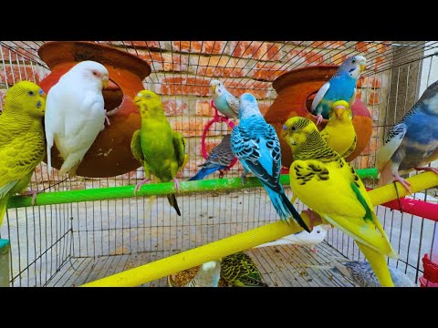 2 Hours of Budgie Best Friends - Mango and Chutney - Singing and Talking Sounds