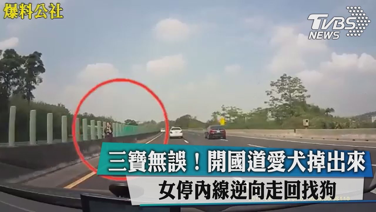 三寶無誤!開國道愛犬掉出來 女把車停內線逆向找狗