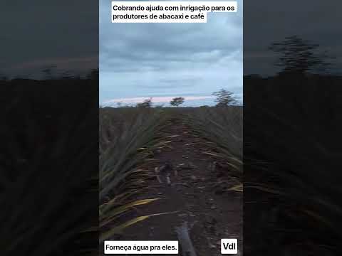 falta de água pra irrigação prejudica as lavouras,estou cobrando ajuda do município #vdl #minas