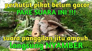 Download lagu suara panggilan perkutut jitu dan ampuh mp3 Download lagu suara panggilan perkutut jitu dan ampuh mp3